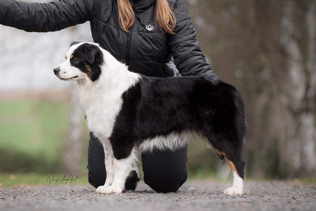 White-Paw-Minis-Tatranska-Labka